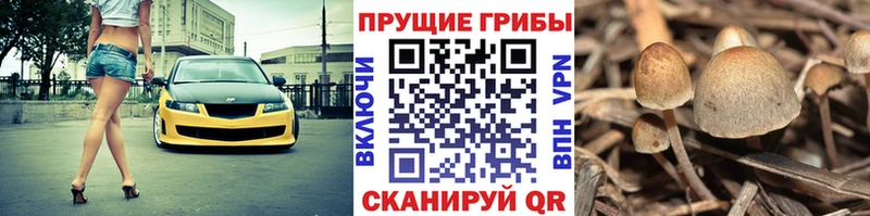 blacksprut как зайти  закладки  Неман  Псилоцибиновые грибы Cubensis 